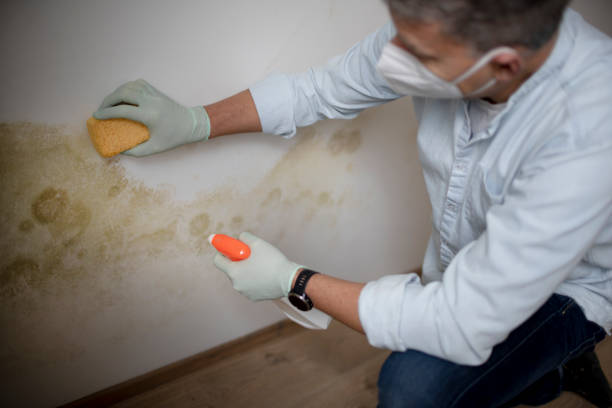 Professional Mold Removal in Sauk Rapids, MN